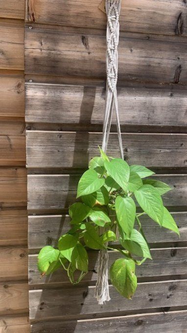 Cintre de plante fait main - modèle "Losange"
